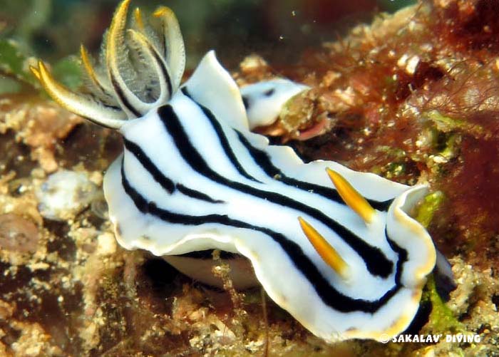 Nudibranchs and planarians of Madagascar